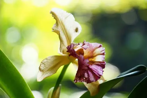 兰花般的女人,优雅脱俗,幽兰慧心,悦人悦已.2018年9月26日