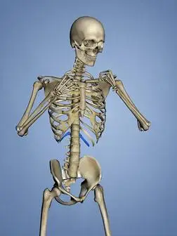 第十二肋骨,肋骨笼子,3英语字母表中的第四个字母模型