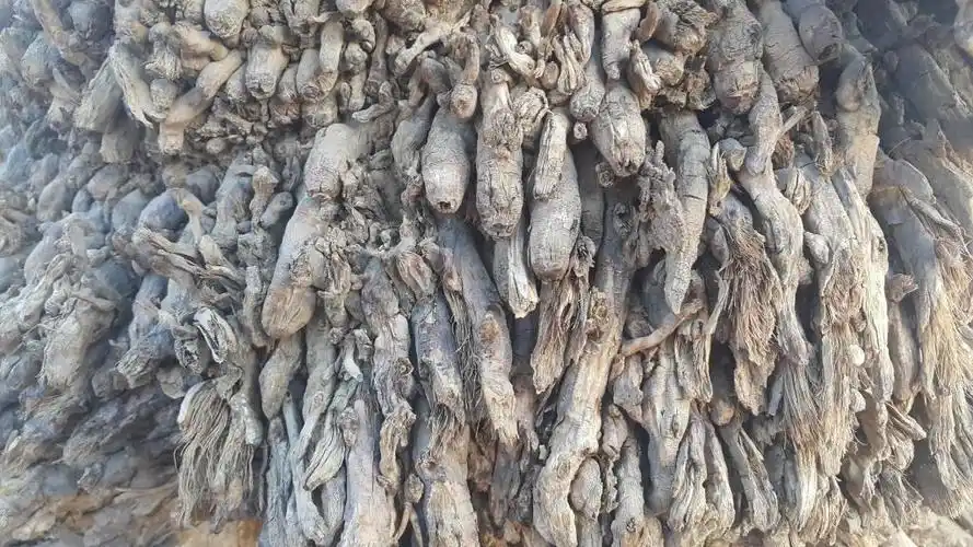 根,树,棕榈,自然