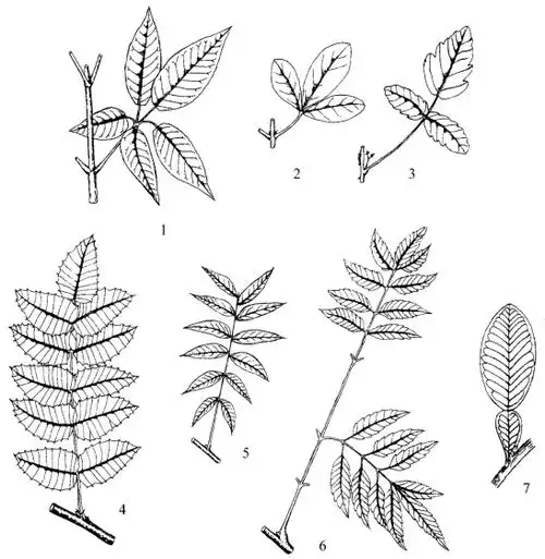 羽状三出复叶;4.奇数羽状复叶;5.偶数羽状复叶;6.