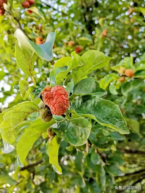 有"帝王木"之称的柘木,寸木寸金,为什么大家都不敢种植?