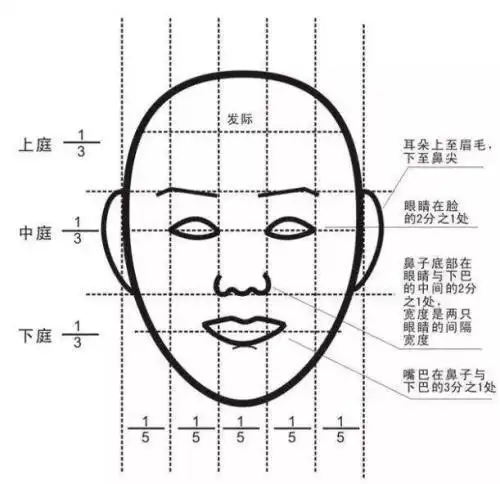 整个人身比例:整个人是七个半头长