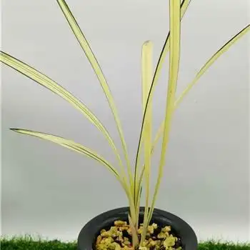 建兰大青中透艺2苗