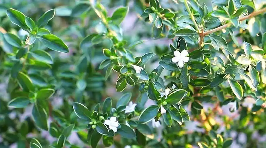 六月雪这么养,白色花朵盖满枝头!