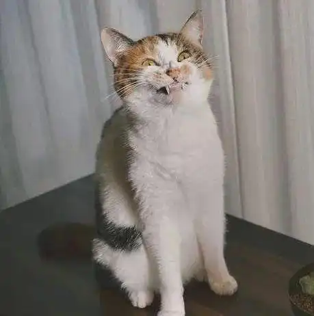 日本推主@heltune无意间抓拍了一张猫猫似笑非笑的表情,表示被丑到了