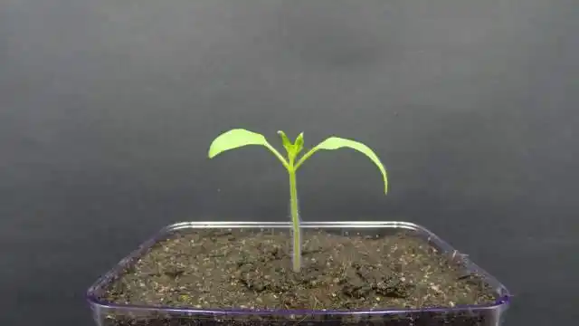 历时123天的植物生长延时摄影,种子慢慢生根发芽