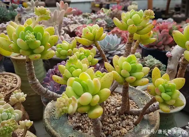 给多肉春萌老桩换盆?稍有点晚,但也可以进行,因为后面有小阳春