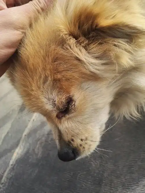 狗狗眼睛成了这个样子,这是今天早上拍的,我给他抹了一些云南白药杀菌