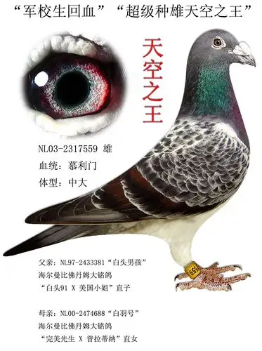 信鸽在线拍卖平台 - 中国信鸽信息网