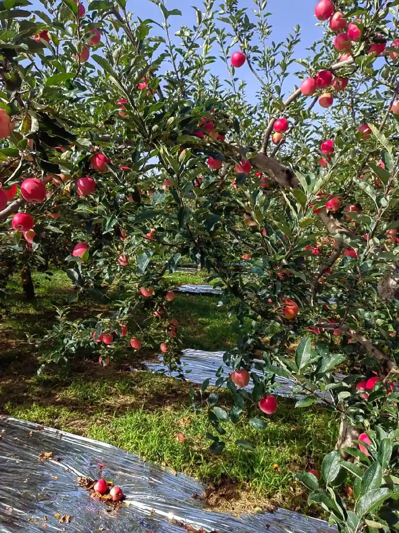 原生态水果,硕果累累的季节,苹果成熟了随手一拍都是美景 ,洛 - 抖音