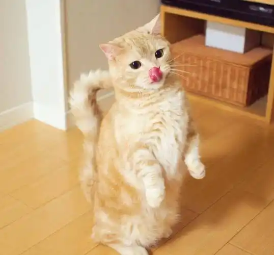 一只擅长双脚站立的网红曼基康小肥橘猫咪小短腿的毛孩子图集