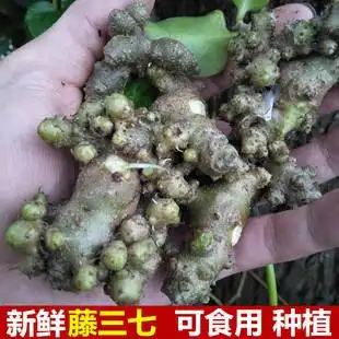 新鲜藤三七块川七500g藤子七攀爬土三七藤七