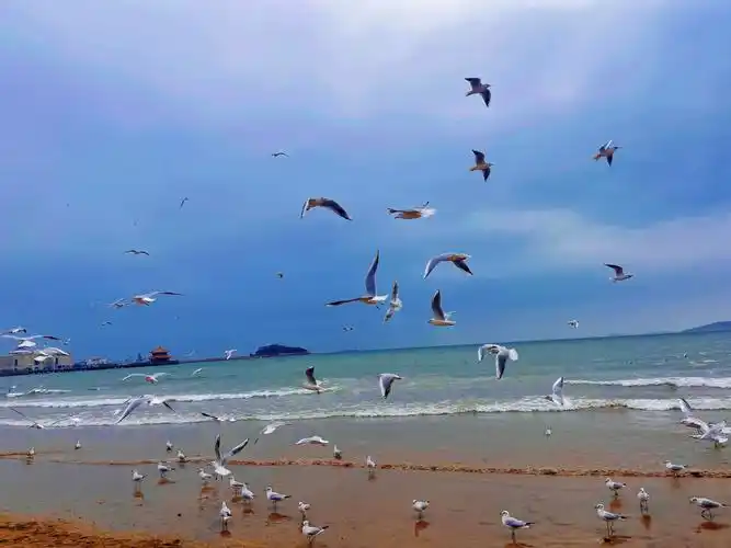 三月份去海边拍照害得是栈桥,绝绝子#海鸥