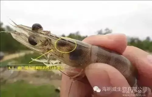 更直观的了解对虾空肠空胃现象(高清图)