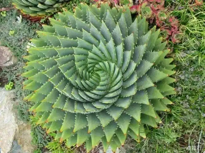 盘点全球十大最贵多肉-世界十大最贵多肉排行榜 - 植物之最 - 一点