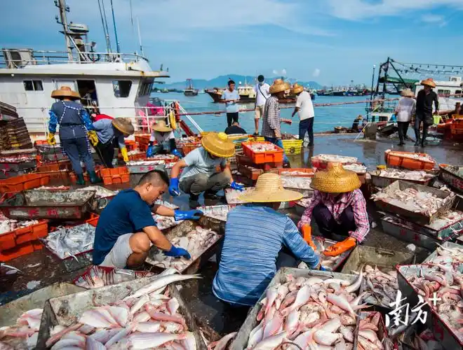 尝鲜啦!开渔后渔船陆续回港满载而归