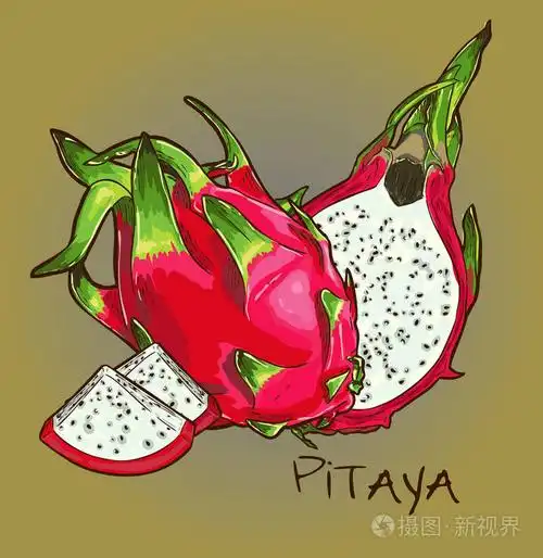 矢量粉红火龙果
