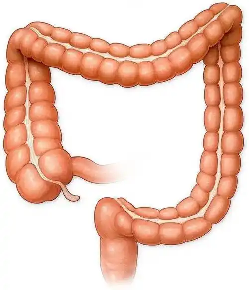 【内脏与疼痛】大肠的运动_神经系统_结肠_内容