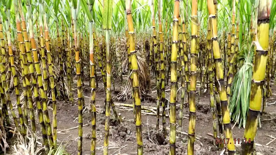 罗江区略坪镇建国村河坝地十余个甘蔗品种渐次成熟,订单飞来,蔗农喜上