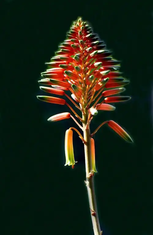 芦荟开花-风景照-19摄区-杭州19楼