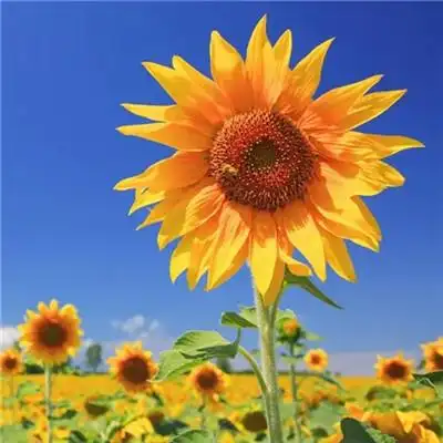 2023适合一辈子好运头像