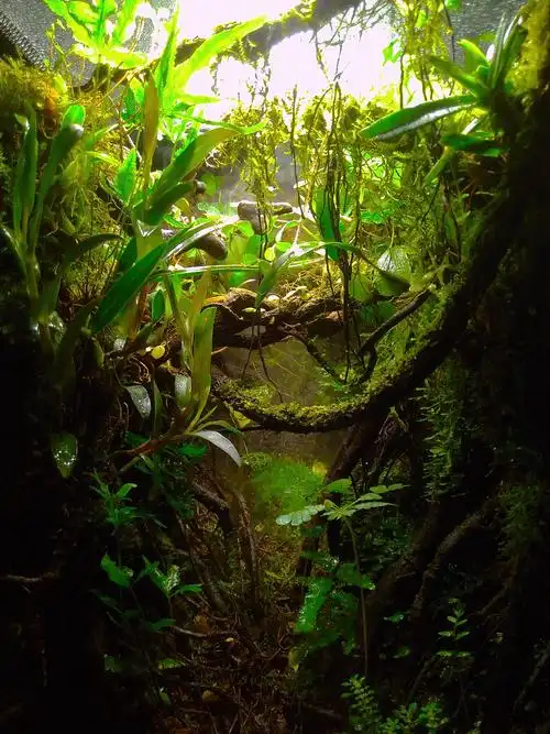 ivlc世界生态缸造景大赛-international vivarium layout contest-i