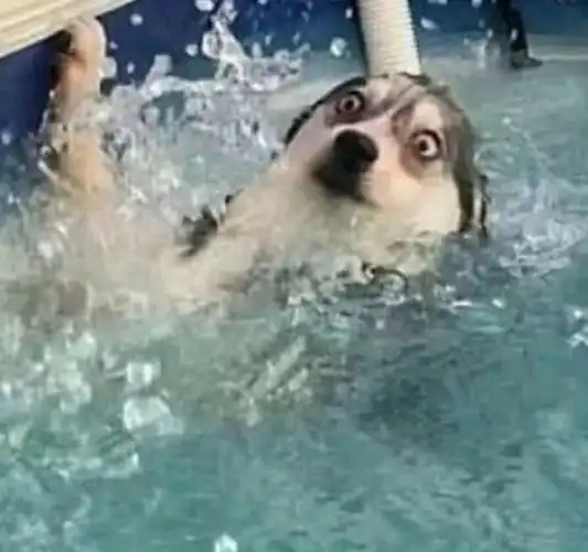 哈士奇踩空不幸落水百变表情笑翻宠主网友智商为负