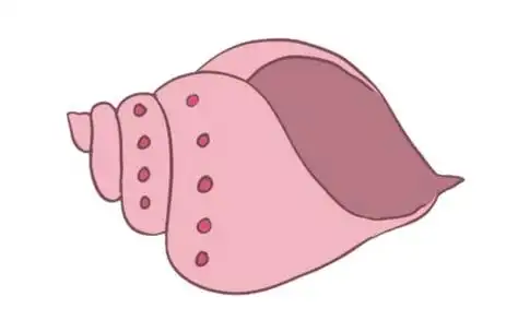 贝壳,简单画法,步骤图解,教程,简笔画图片