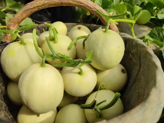 18甜的阎良甜瓜一口果肉一口汁绵软化渣冰镇一下更激爽