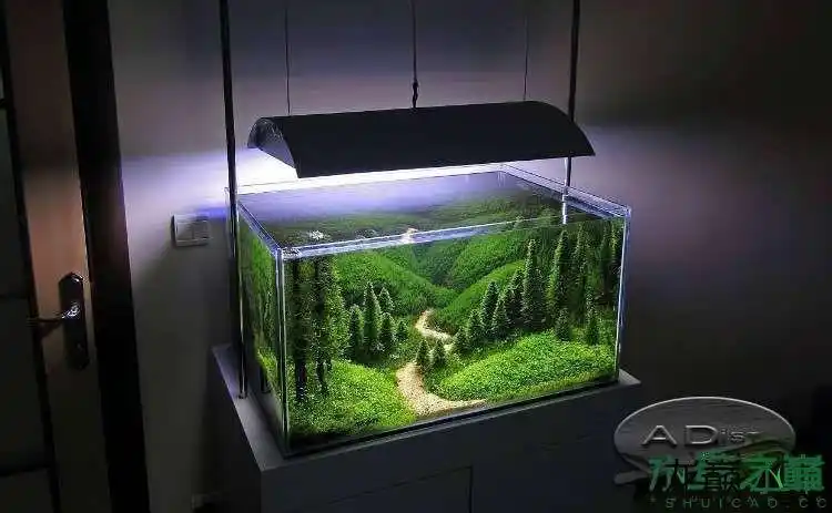 求60缸的配置,只想养迷你牛毛或者迷你矮! - 水草造景 - 龙巅水草