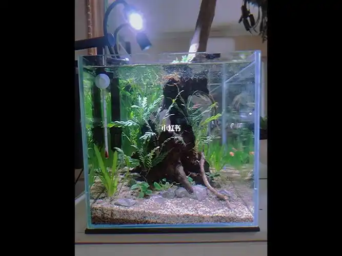 个小方缸)以前河边捡的小树桩放进刚刚好网上看了很多树桩小鱼缸造景