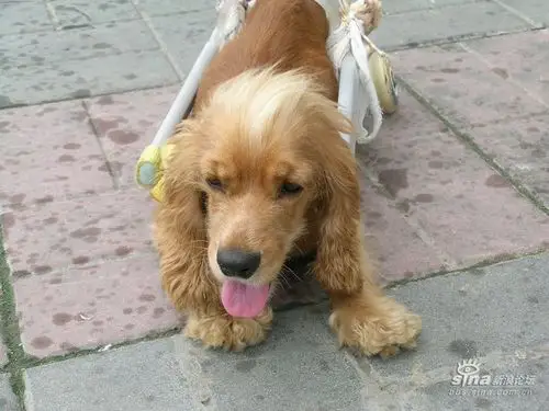 六眼同学主路隔离带救下的黑贝亟待帮助和寻求领养