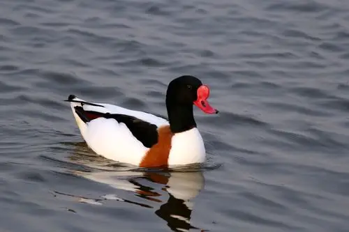 观赏鸭有些什么品种赤麻鸭养殖场
