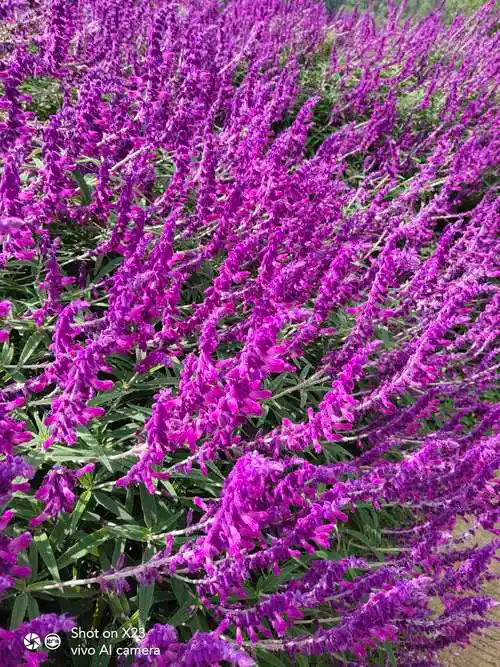 漂亮的紫绒鼠尾草花海