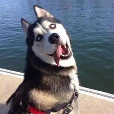 哈士奇表情包 哈士奇二逼头像_动物表情 - 表情帝