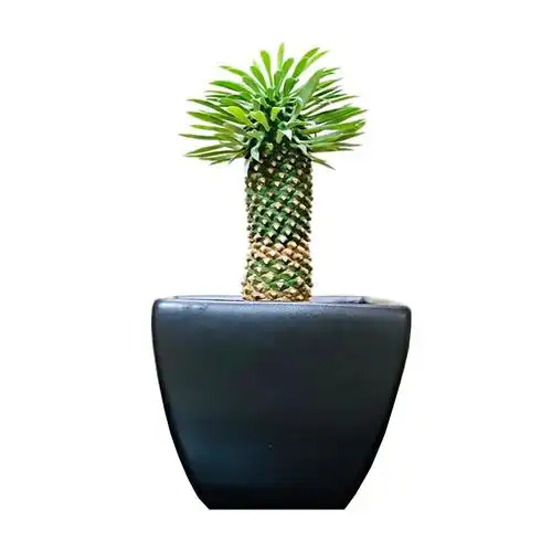 铁甲苏铁大戟麒麟多肉植物大戟科euphorbiabupleurifolia多肉植物