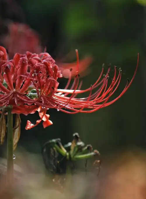 天竹世界上最大的台风,拿彼岸花一点办法都没有,继续绽放冷艳