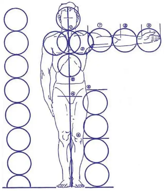 所以,只要找准人体各个比例点,就可以大致了解人体的结构,具体的肌肉