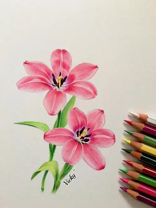 彩铅手绘粉色郁金香教程来咯
