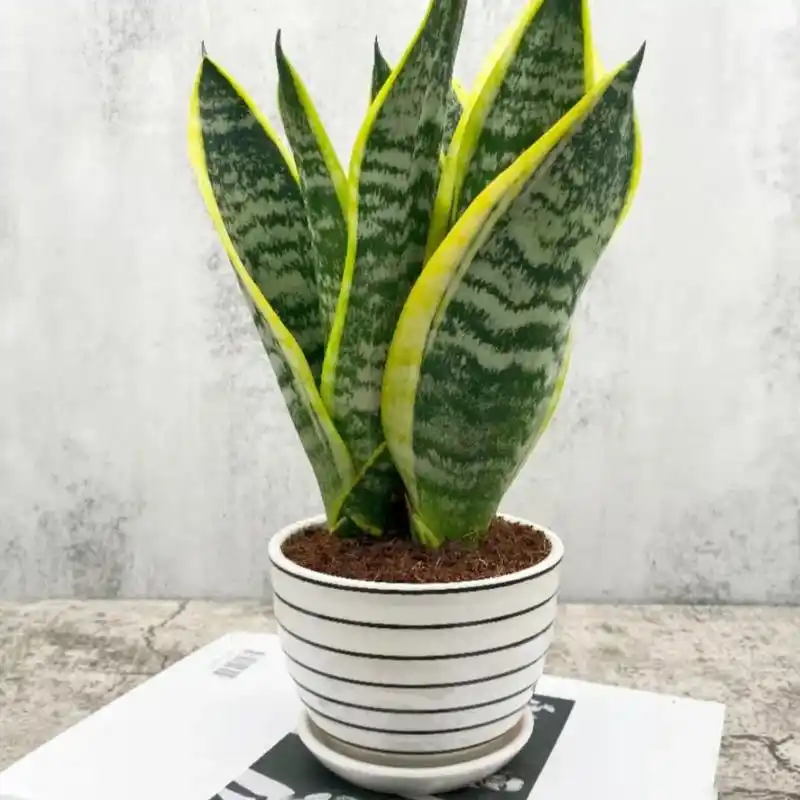 办公室新房必备盆栽97金边虎尾兰在.这一款金边矮脚虎皮 - 抖音