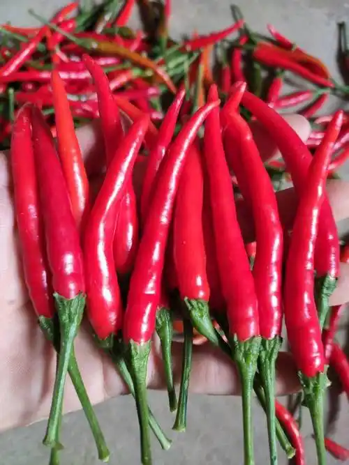 高产朝天椒品种亩产干椒260350公斤抗病性好持续采收期长