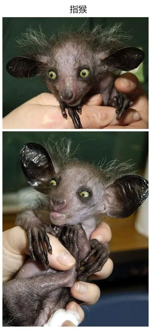 那些你没见过的奇珍异兽