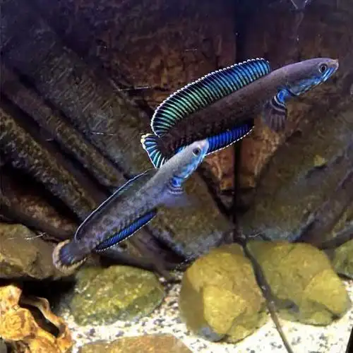 雷龙幻彩蓝宝石阿萨姆奶茶红宝石雷龙鱼龙鱼淡水水鬼鱼