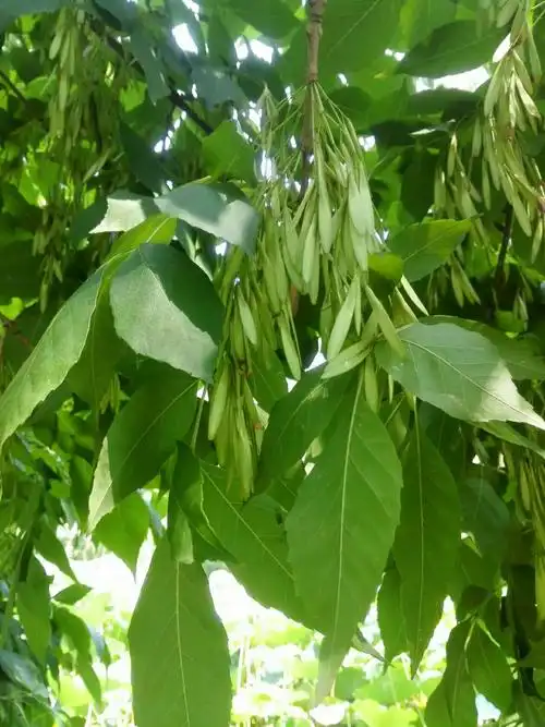 天津开花顺序(春)