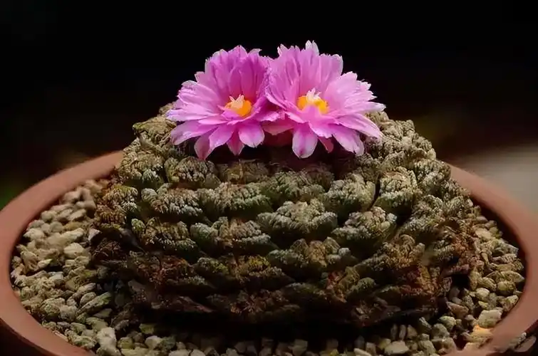 最名贵的十种花卉名称及图片(世界上稀有名花排名 )-图2