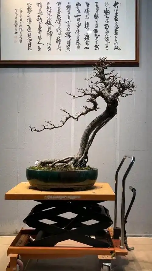 老朴树 岭南盆景