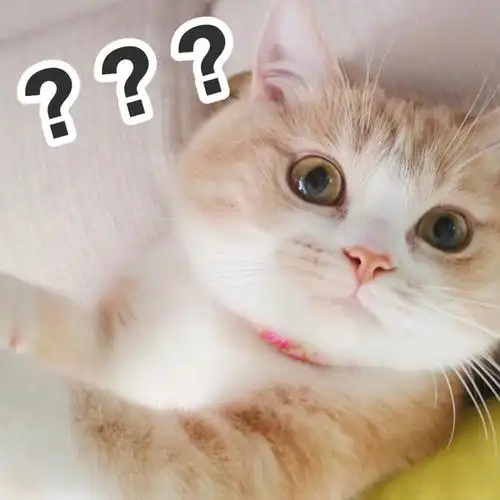 可爱小猫咪的表情包