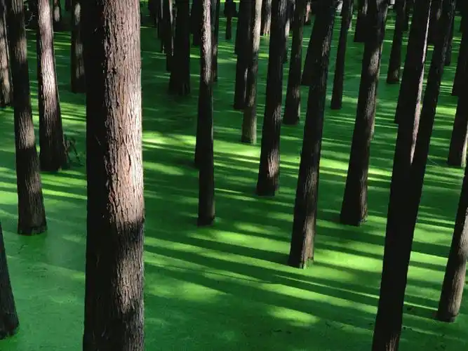 杭州的抹茶森林入林攻略简易版