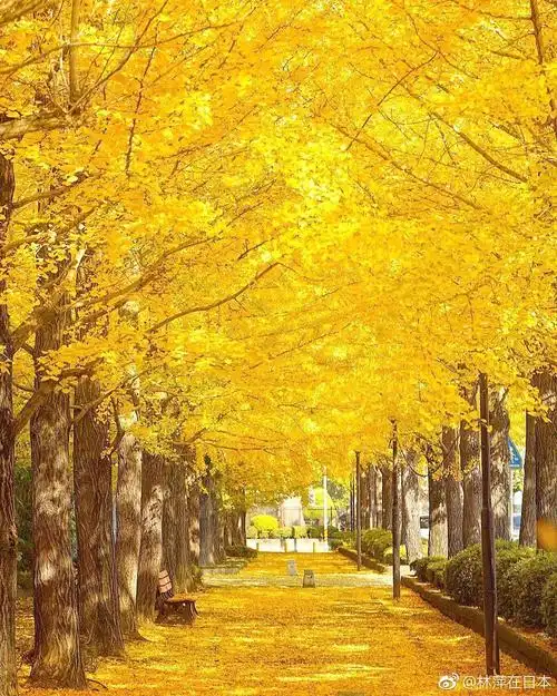 黄色地毯(ins:kotankotankotan182)