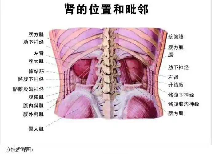 肾在后背哪个位置图片,肾区在后腰的位置图_大山谷图库